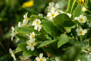 knightingale farm 17