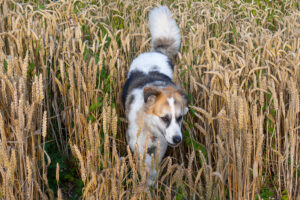 tretham mill cornwall 04