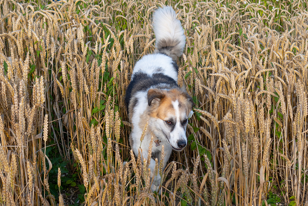 tretham mill cornwall 04