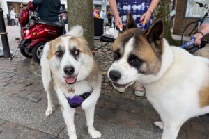 tretham mill cornwall 31
