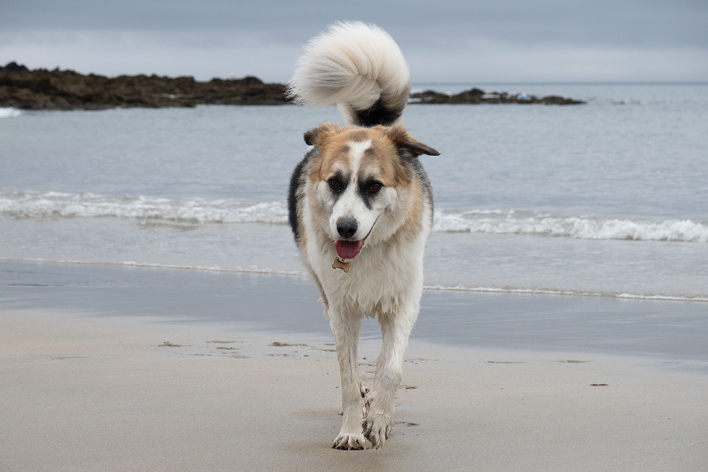 tretham mill cornwall 45