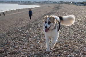 normans bay east sussex 09