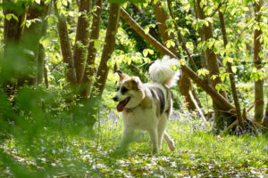 battle normanshurst camc 07