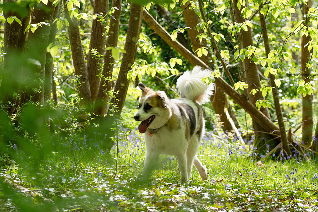 battle normanshurst camc 07