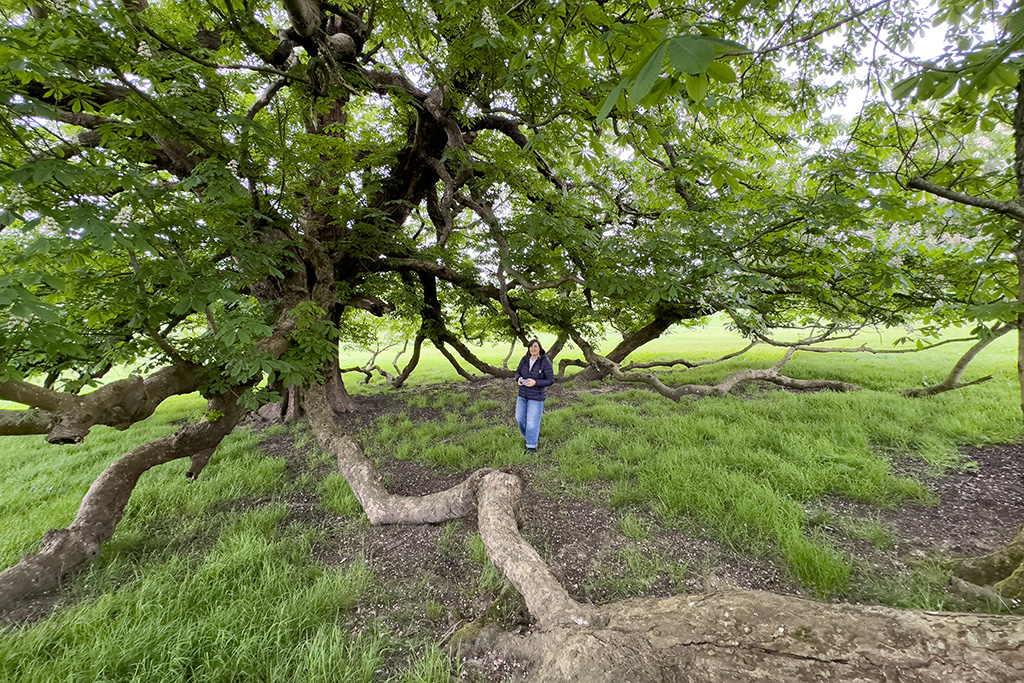 battle normanshurst camc 08