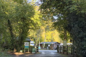 fairlight wood campsite 01