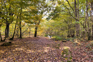 fairlight wood campsite 16