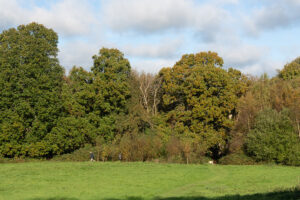 fairlight wood campsite 17