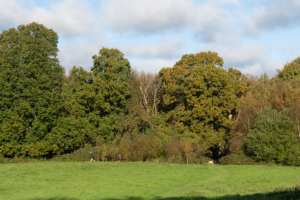 fairlight wood campsite 17