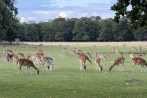 holkham hall 04
