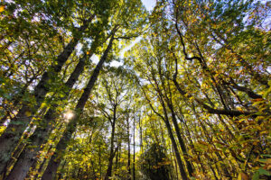 fairlight wood oct 25 74