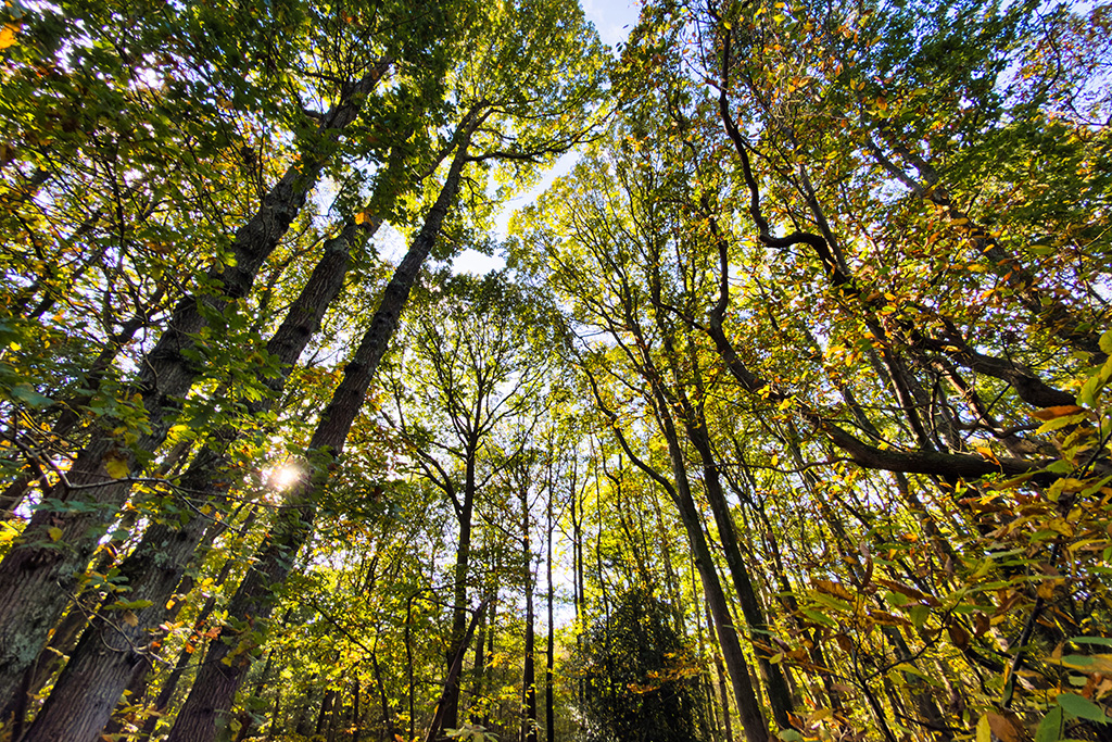 fairlight wood oct 25 74