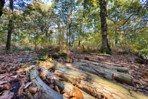 fairlight wood oct 25 75