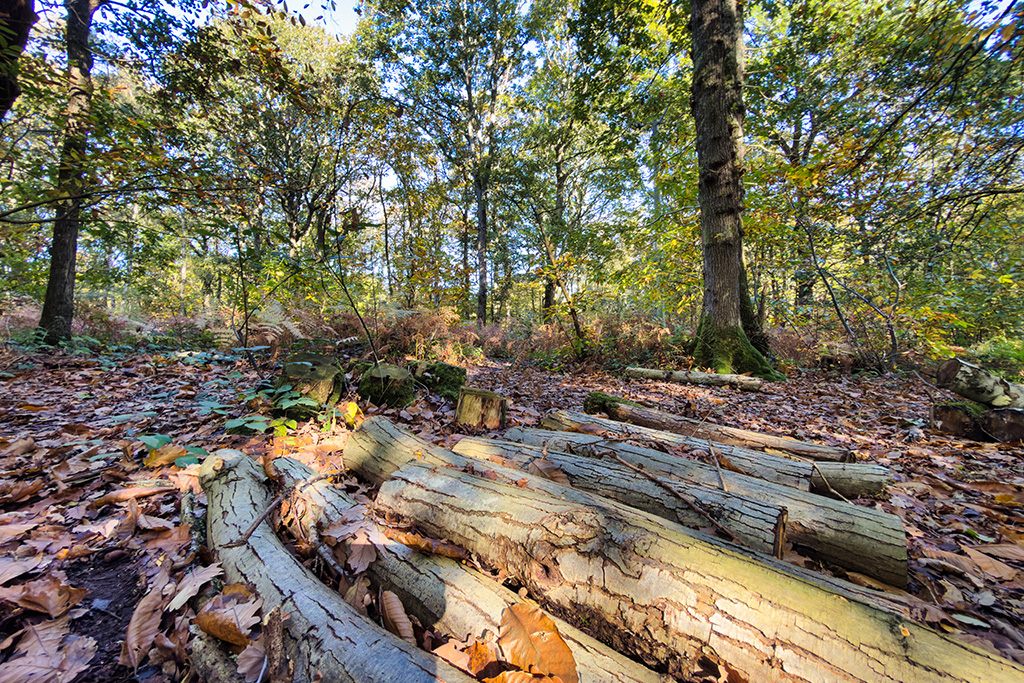 fairlight wood oct 25 75