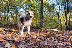 fairlight wood oct 25 77