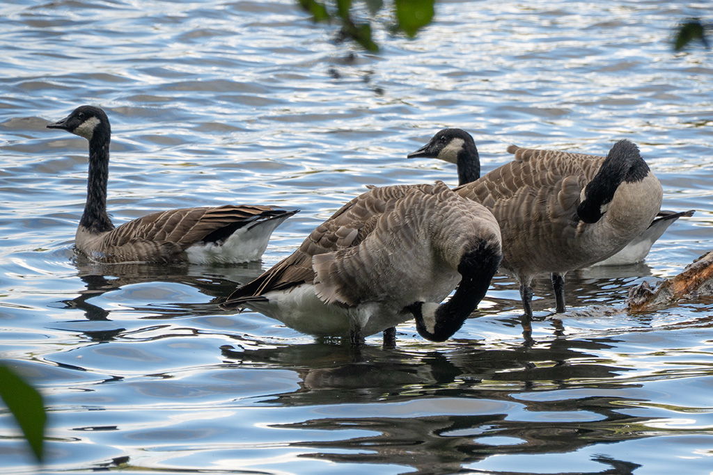 hartsholme country park 04
