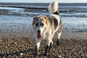 romney meadows campsite 15