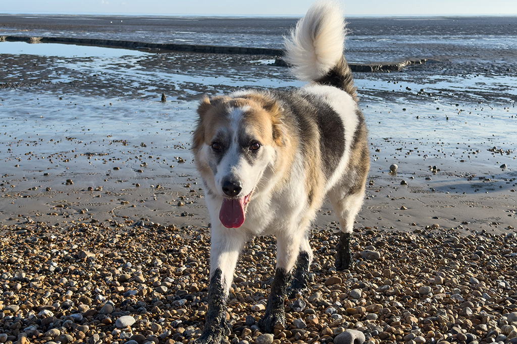 romney meadows campsite 15