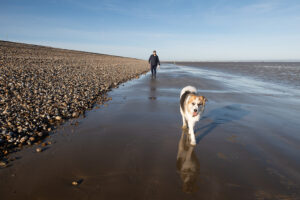 romney meadows campsite 22